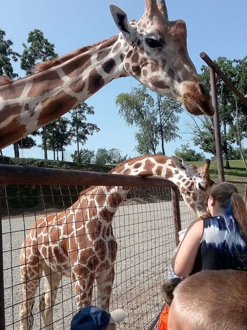 Giraffes, Zebras, and Bison: The Star Animals of the Farm