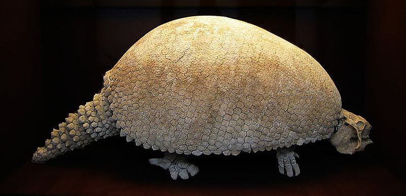 Glyptodon Glyptodon