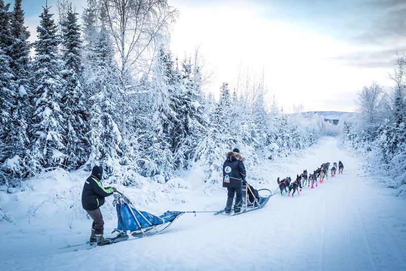 Go Dog Sledding in Alaska