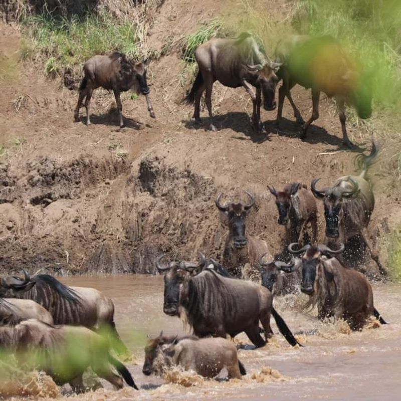 Go on a Safari in Kenya or Tanzania