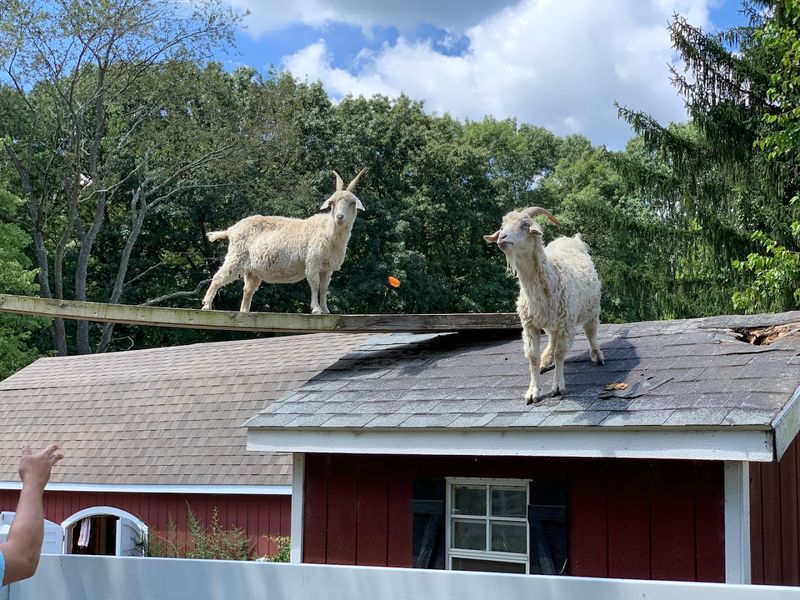 Goat Bridges: The Detail Kids Cannot Stop Talking About