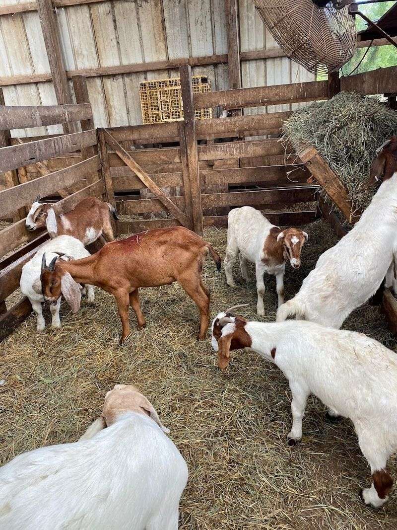 Goats That Draw Crowds From Three States