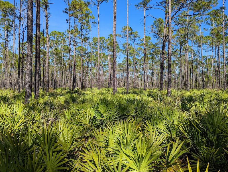 Goethe State Forest
