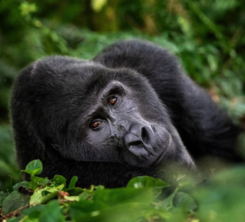 Gorilla Trekking in Rwanda Gorilla Trekking in Rwanda