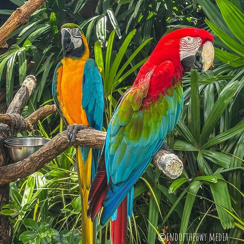 The Tropical Aviary and Bird Feeding