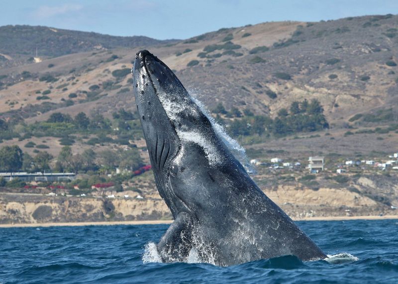 Gray Whale Migration and Watching Opportunities