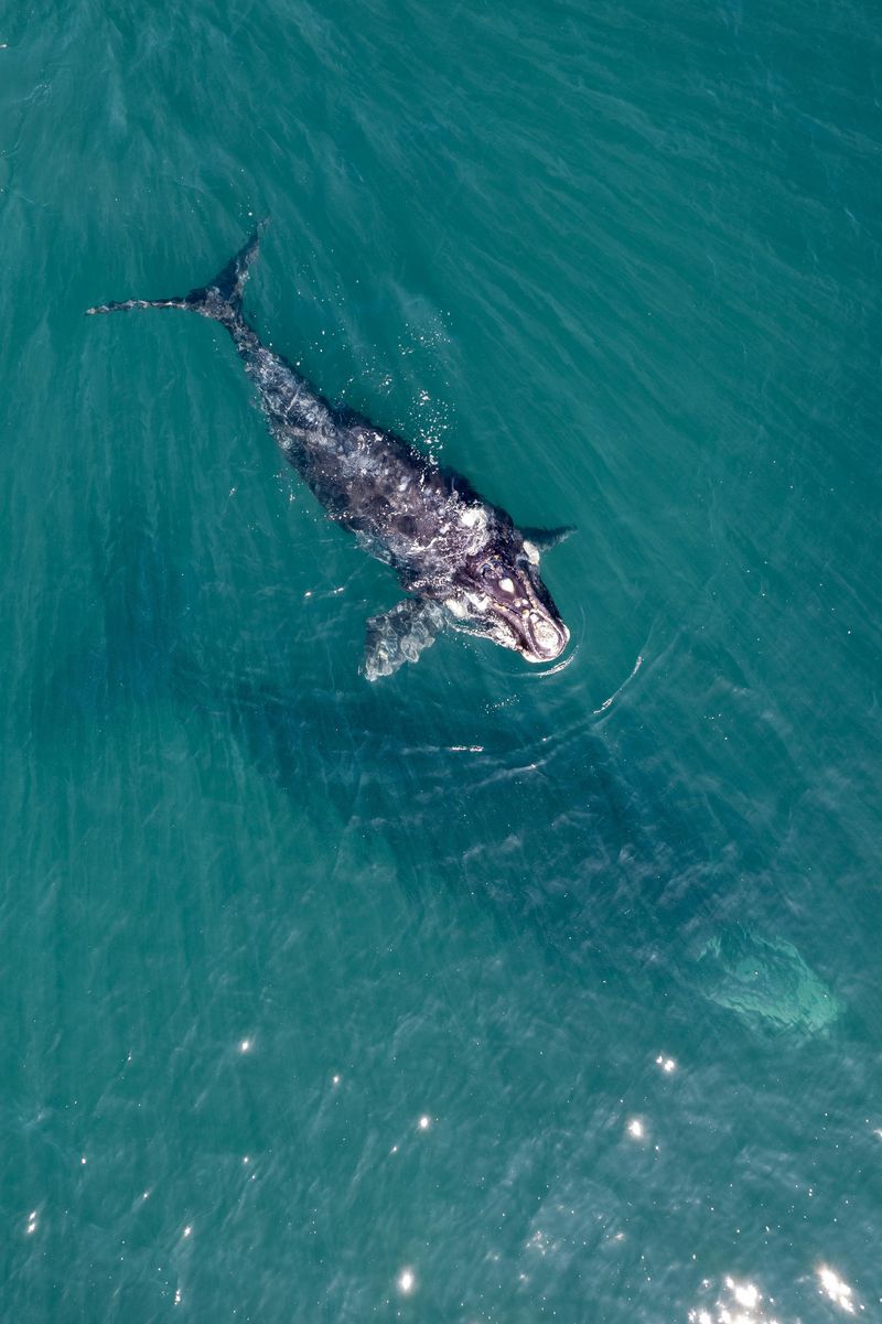 Gray Whales So Close You Can Hear Them Breathe Gray Whales So Close You Can Hear Them Breathe