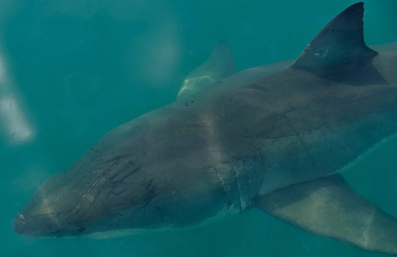 Great White Shark (Carcharodon carcharias) Great White Shark (Carcharodon carcharias)