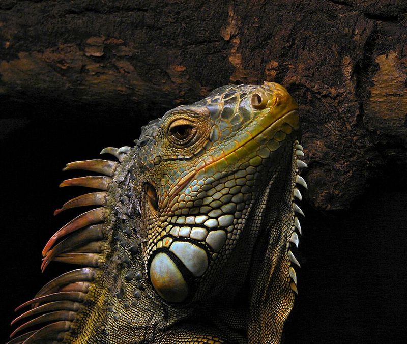 Green Iguanas Green Iguanas