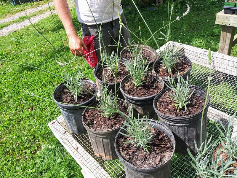 Growing Tips You Will Not Find in a Book