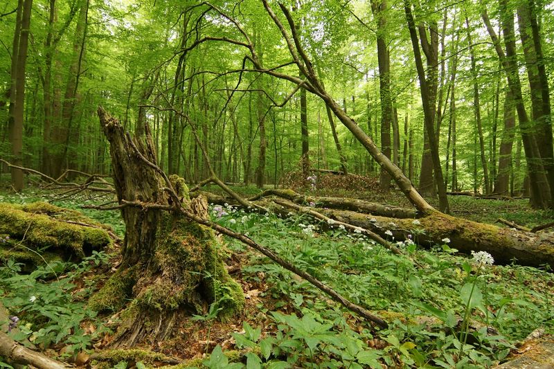 Hainich National Park, Thuringia Hainich National Park, Thuringia