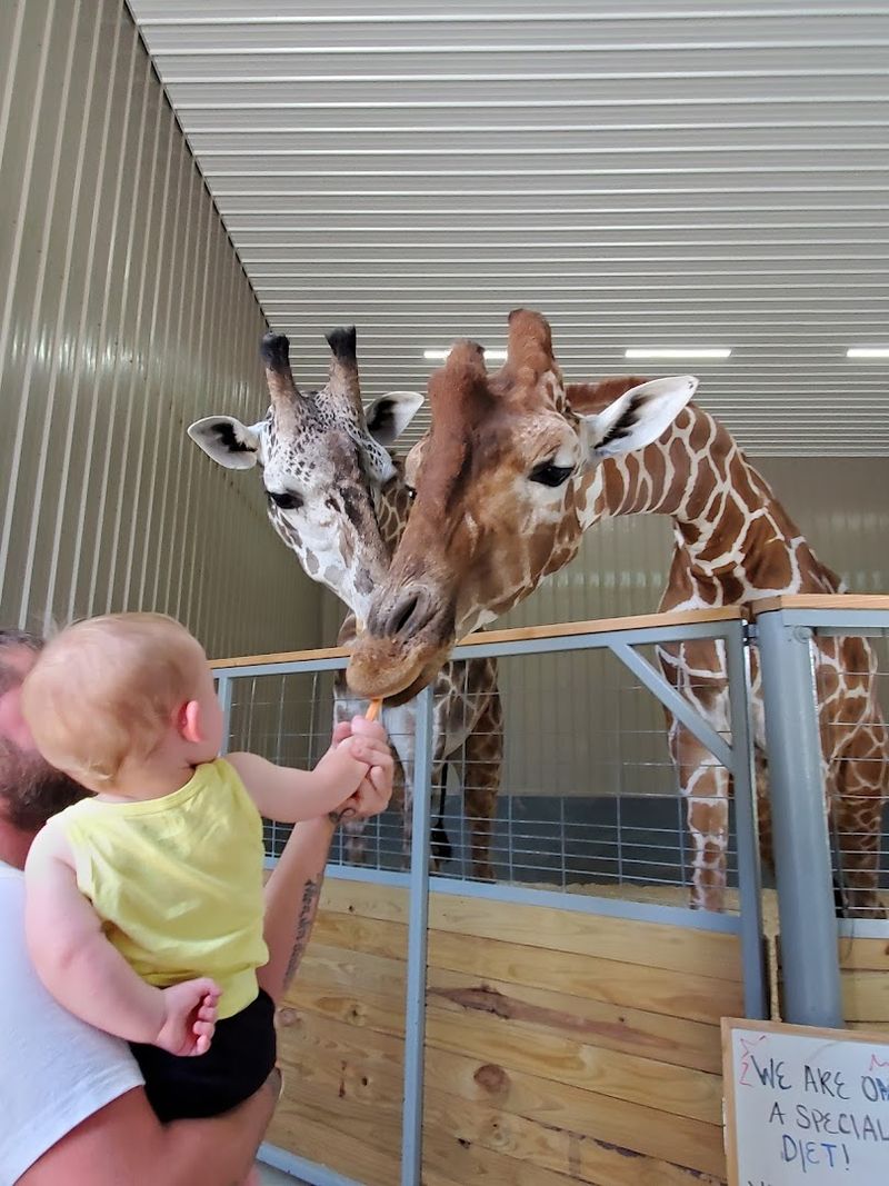 Hand-Feeding the Giraffes