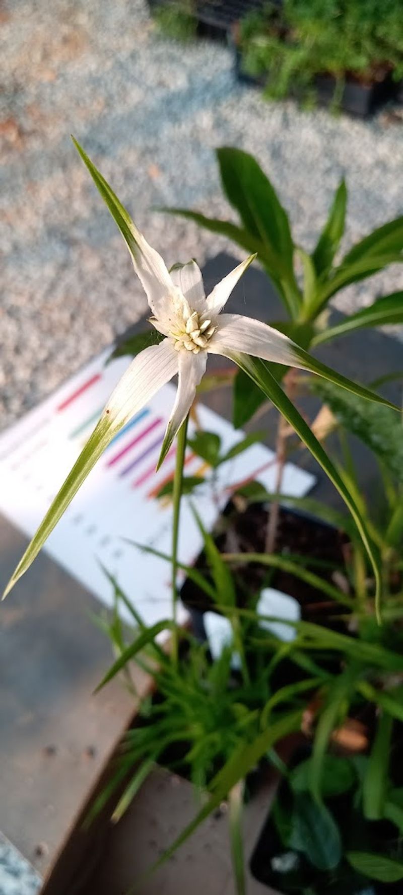 Hard-to-Find Native Species That Horticulture Pros Seek Out