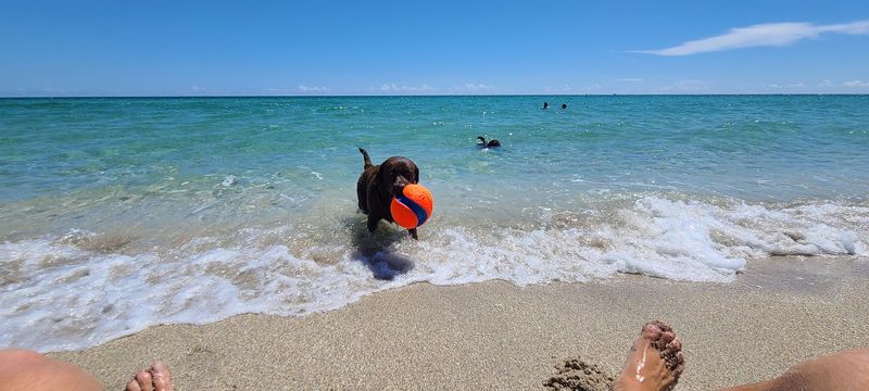 Haulover Dog Beach, Miami-Dade