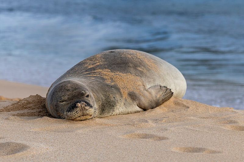 Hawaiian Monk Seal