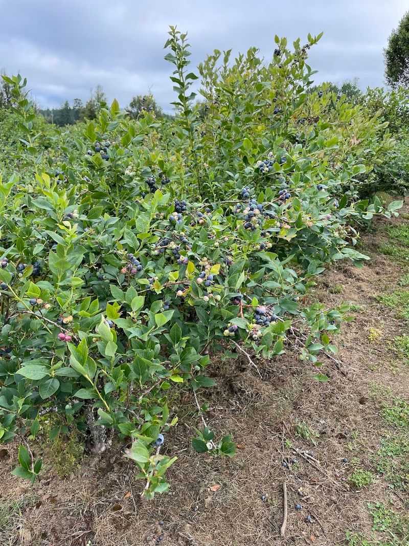 Hazen's Riverside Blueberries — Coquille, Oregon Hazen's Riverside Blueberries — Coquille, Oregon
