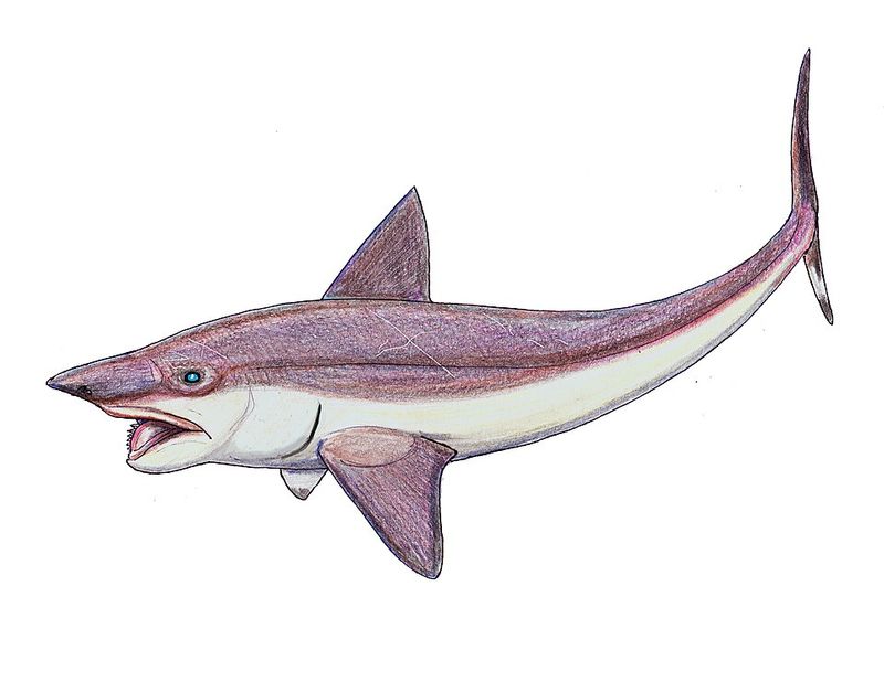 Helicoprion Helicoprion