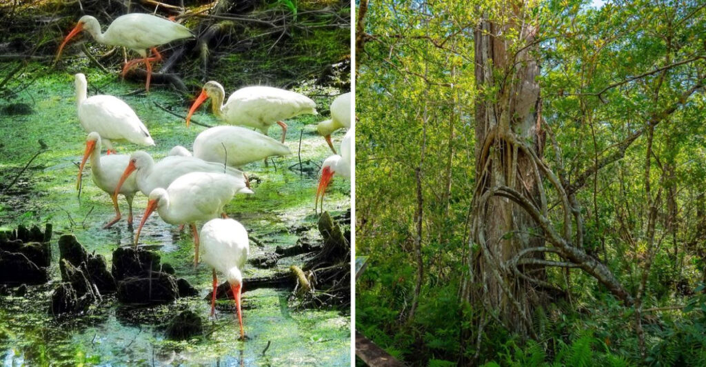Hidden Near Naples Is a Stunning Swamp Sanctuary Filled With Rare Wildlife and Ancient Trees