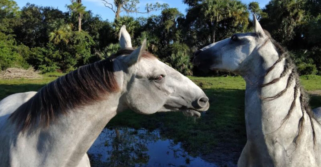 Hidden in Coastal Florida Is a Peaceful Animal Sanctuary You’ll Never Forget