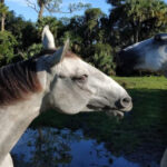 Hidden in Coastal Florida Is a Peaceful Animal Sanctuary You’ll Never Forget