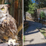 Hidden in Oregon Is a Bird Sanctuary Filled With Powerful Stories of Survival and Hope