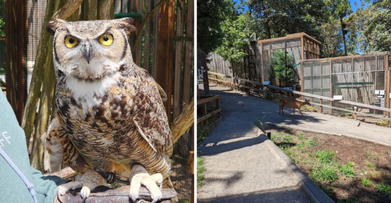 Hidden in Oregon Is a Bird Sanctuary Filled With Powerful Stories of Survival and Hope