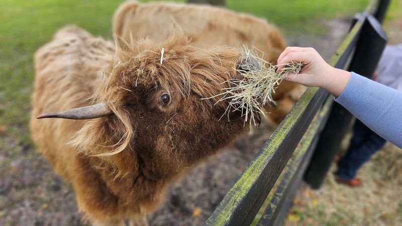 Highland Cow Cuddles: The Star Attraction