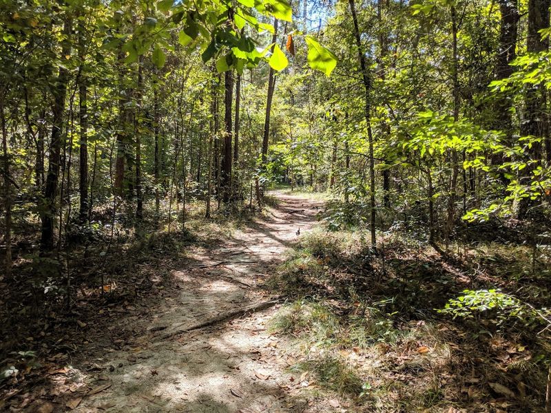 Hiking the Nature Trails Through Old Florida Forest