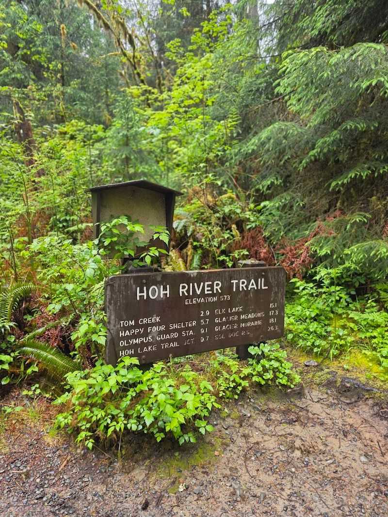 Hoh River Trail - Olympic National Park, Washington