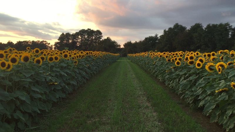Holland Ridge Farms In Cream Ridge, New Jersey
