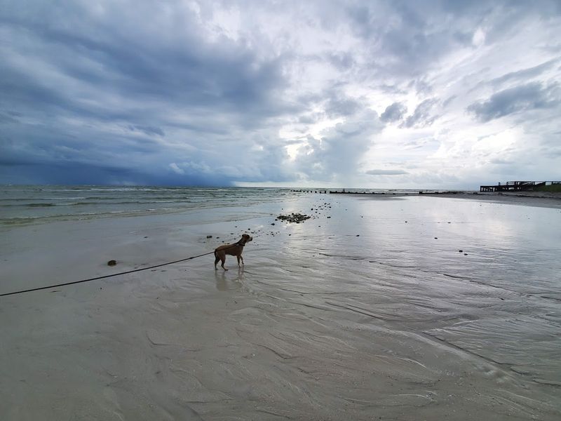 Honeymoon Island Pet Beach, Dunedin