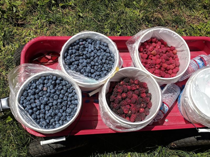 Hood Strawberries and Sweet Blueberries Worth the Drive Hood Strawberries and Sweet Blueberries Worth the Drive
