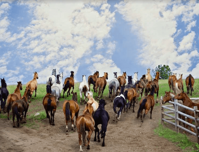 Horses Matched to Every Rider