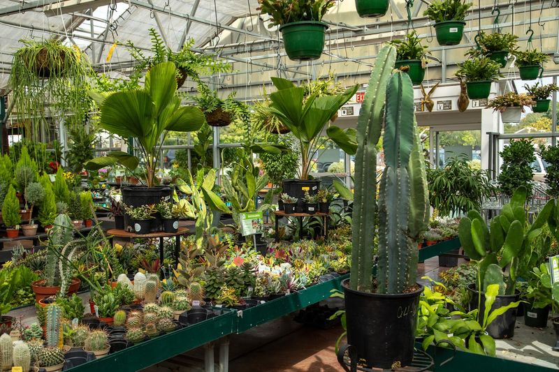 Houseplants for Every Skill Level