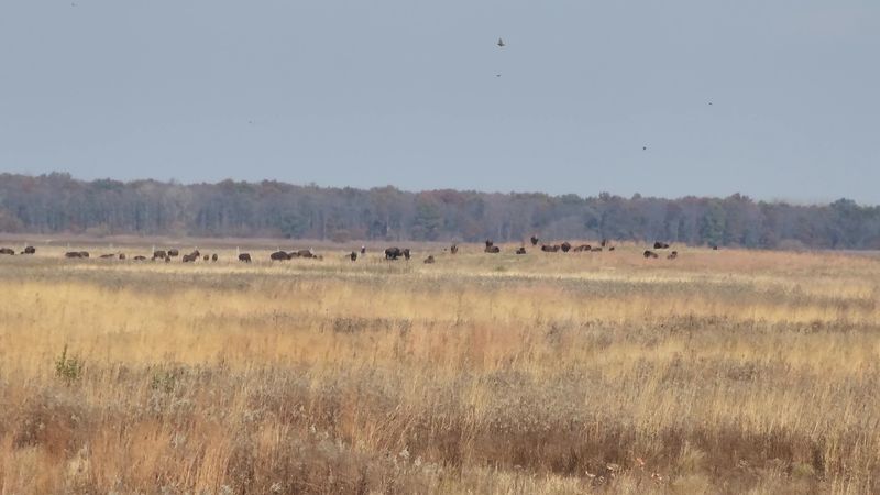 How Big Is 1,000 Acres, Really How Big Is 1,000 Acres, Really