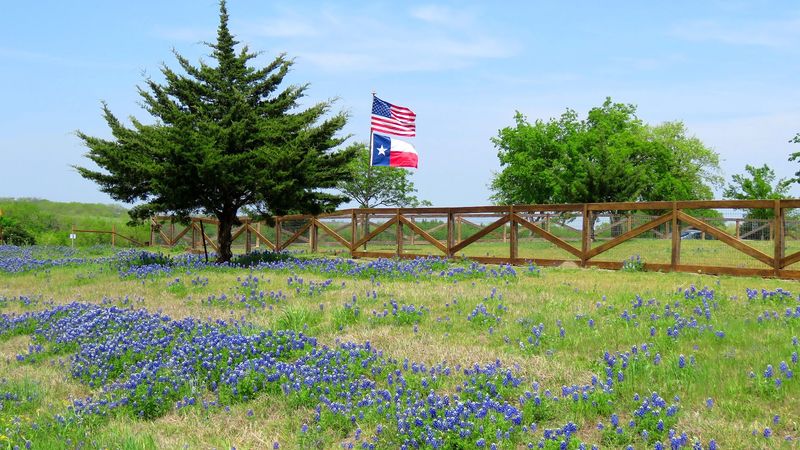 How Ennis Became the Official Bluebonnet City of Texas How Ennis Became the Official Bluebonnet City of Texas