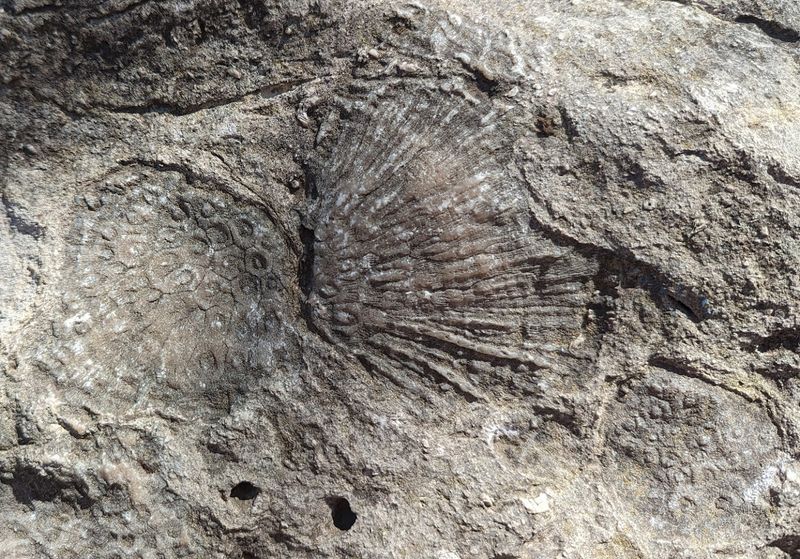 How the Floods Uncovered the Ancient Ocean Floor How the Floods Uncovered the Ancient Ocean Floor
