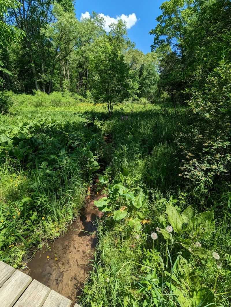 How the Sandy Soil Keeps This Trail Rideable After Rain