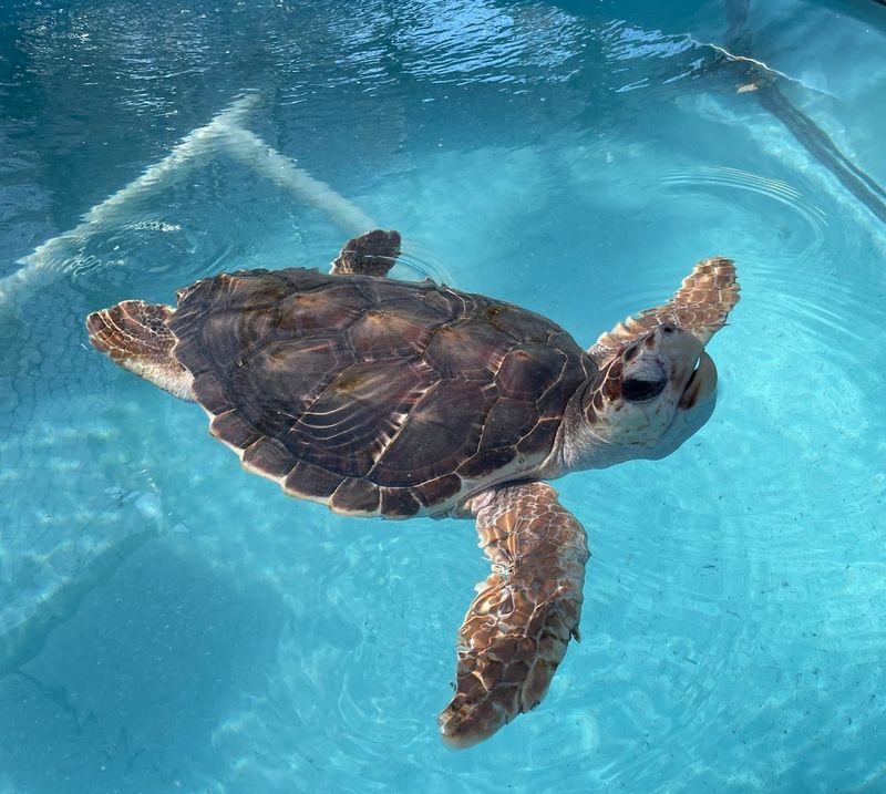 How to Adopt a Turtle and Stay Connected