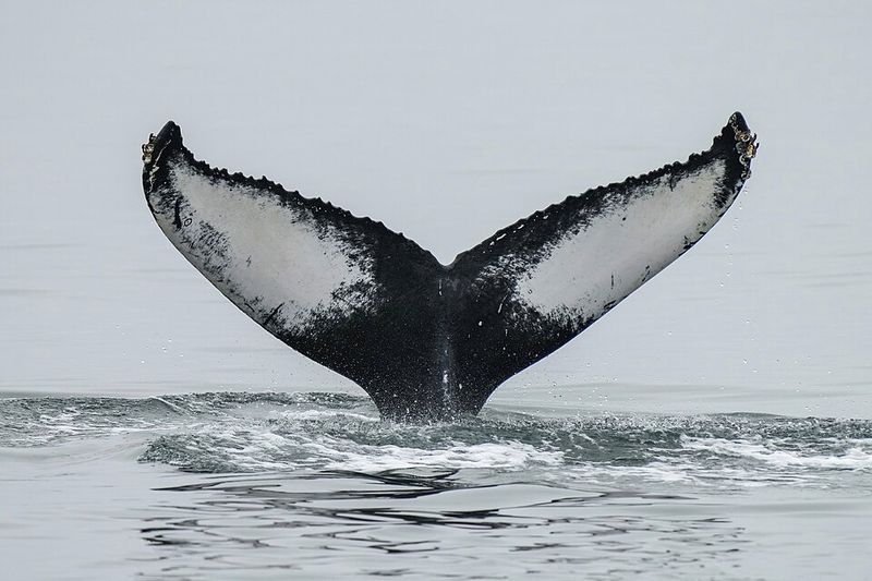 Humpback Whale Migration, Pacific and Atlantic Oceans
