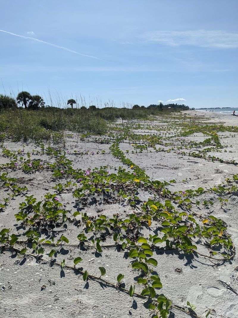 Hurricane Recovery and the Resilience of the Island