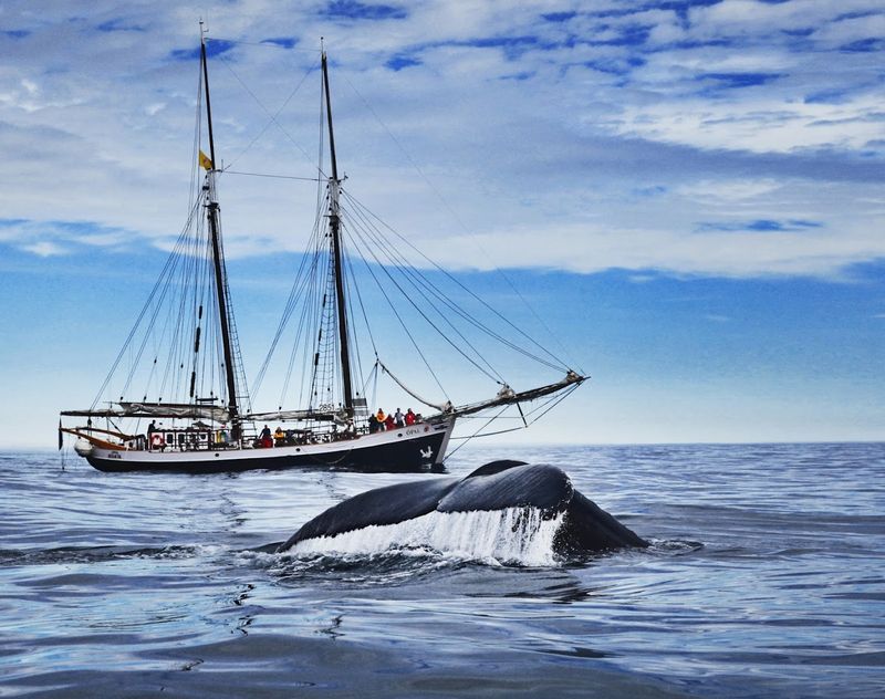 Húsavík: Whales, Harbor Views, and Zero Rush