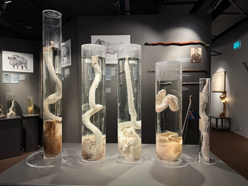 Icelandic Phallological Museum – Reykjavík, Iceland