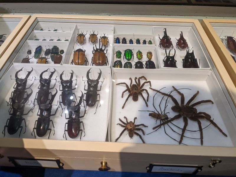 Insectropolis - Toms River, New Jersey