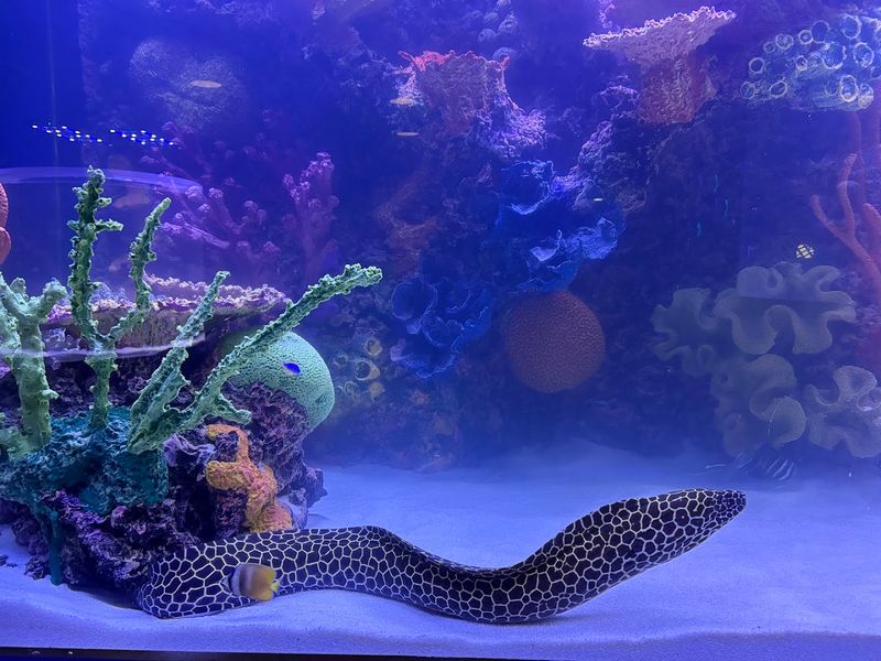 Inside the 18,000-Gallon Reef That Stops Everyone in Their Tracks