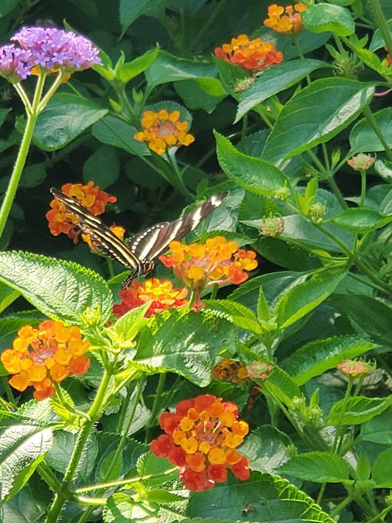 Inside the Butterfly Pavilion: What to Expect
