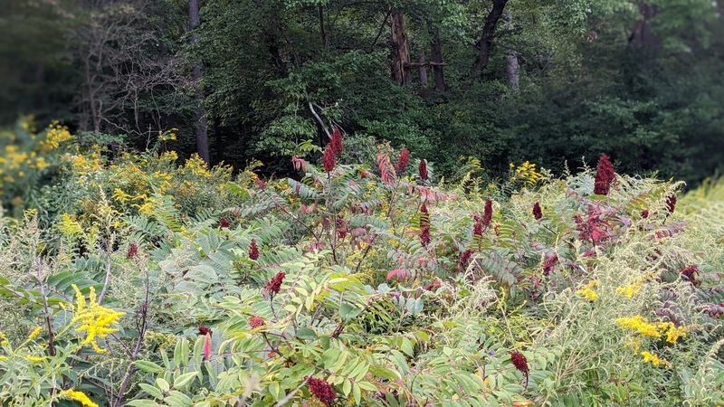 Invasive Species and Volunteer Conservation Work
