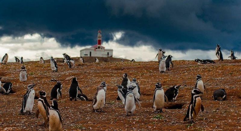 Isla Magdalena, Magallanes Region, Chile