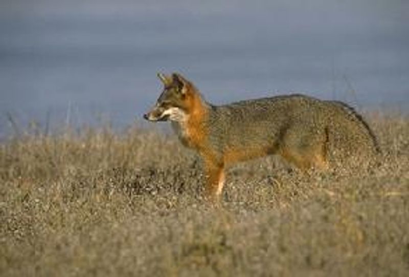 Island Fox