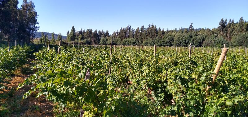 Itata Valley, Chile